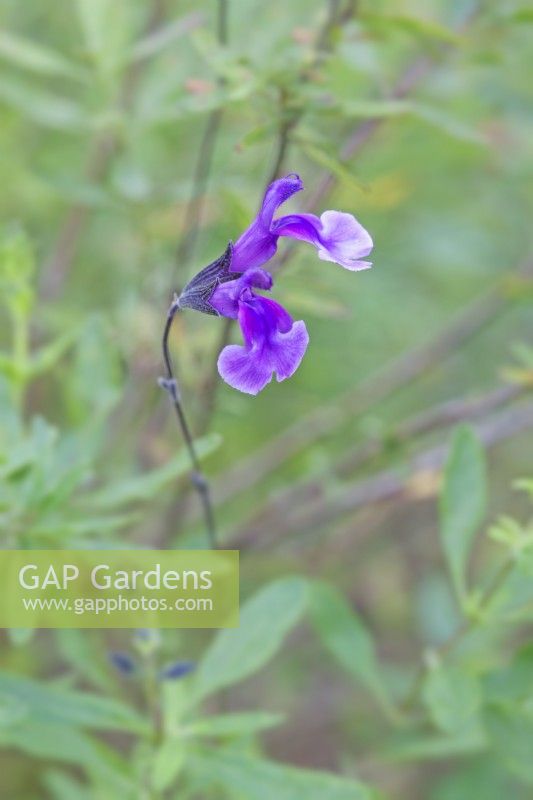 Salvia 'Oriental Dove' - October