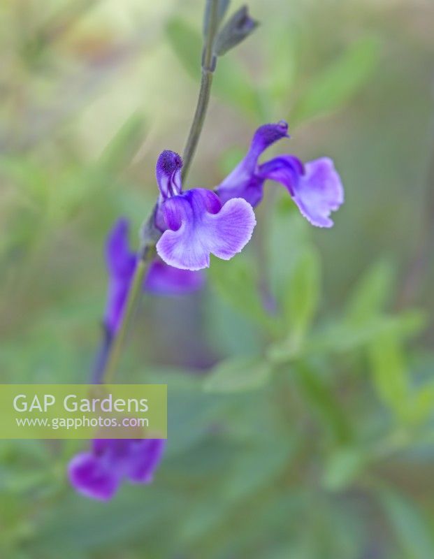 Salvia 'Oriental Dove' - September