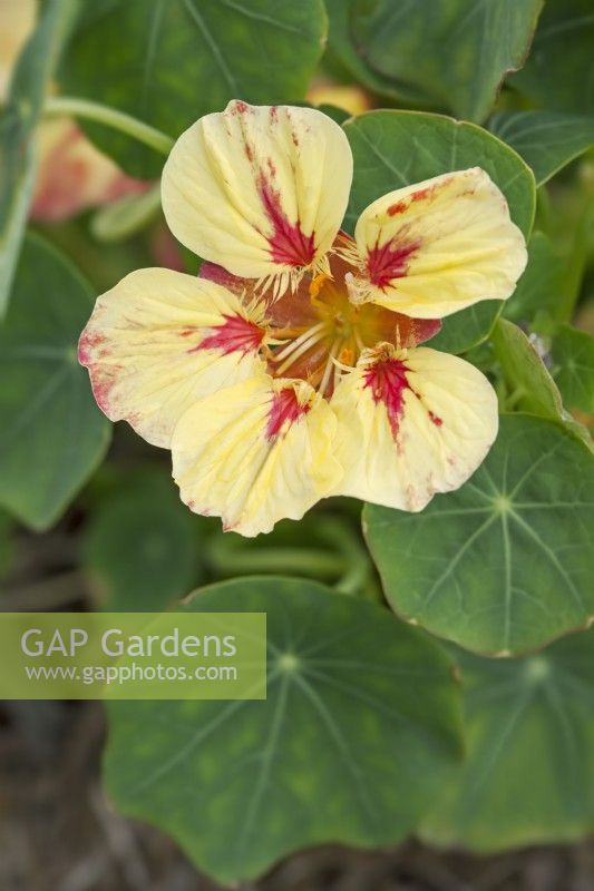 Tropaeolum majus - Nasturtium 'Ice Cream Sundae' - July