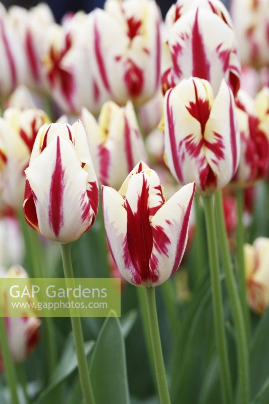 Tulipa 'Grand Perfection' - Triumph Tulip