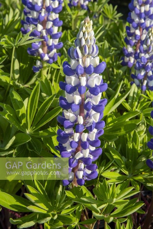 Lupinus 'King Canute' - lupin