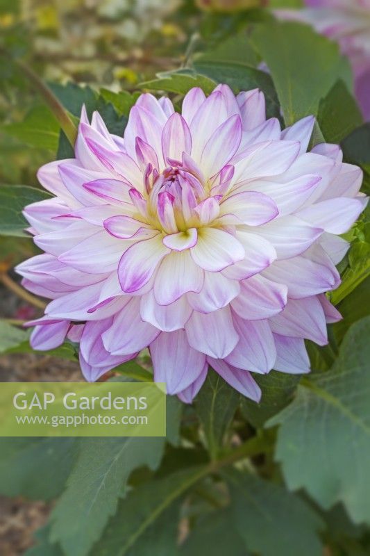 Dahlia 'Sincerity' - July