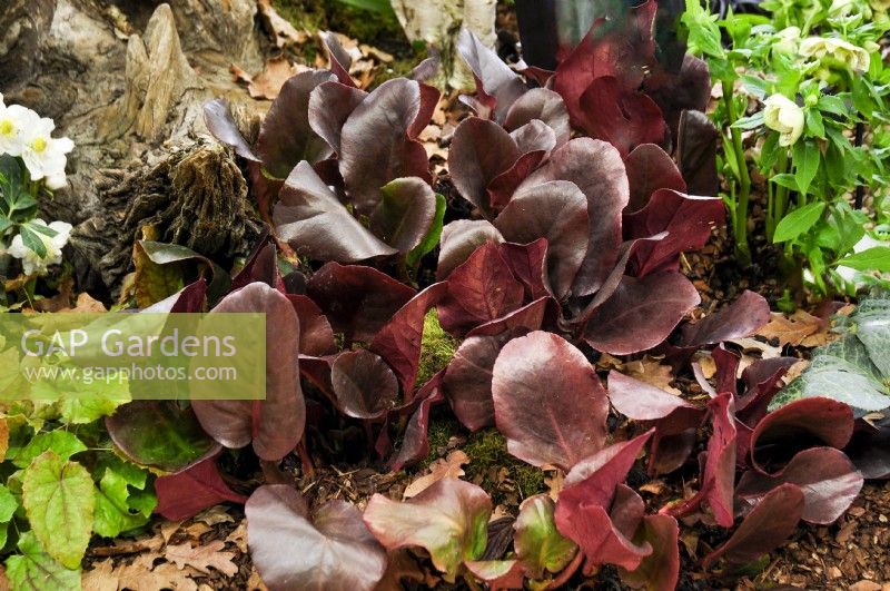 Claret colour,  large, leathery, clumps  leaves of Bergenia cordifolia Ouverture, elephant's ears. February