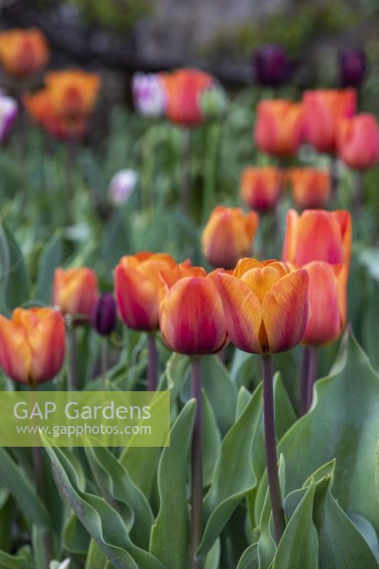 Tulipa 'Jimmy' - tulip - May