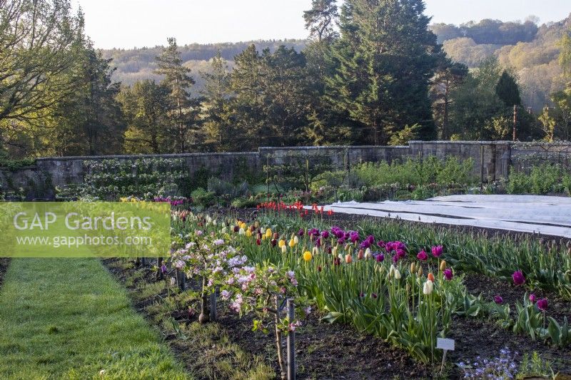 Stepover apples, rows of tulips for cutting and horticultural fleece covering early crops in the Kitchen Garden at Gravetye Manor.