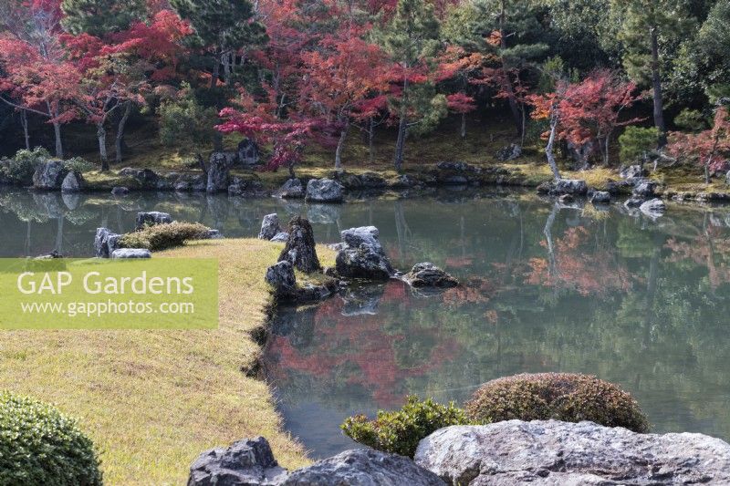 Planting of trees and shrubs at the edge of the lake of the Sogen Garden reflected in the water. Acers with autumn colour. 