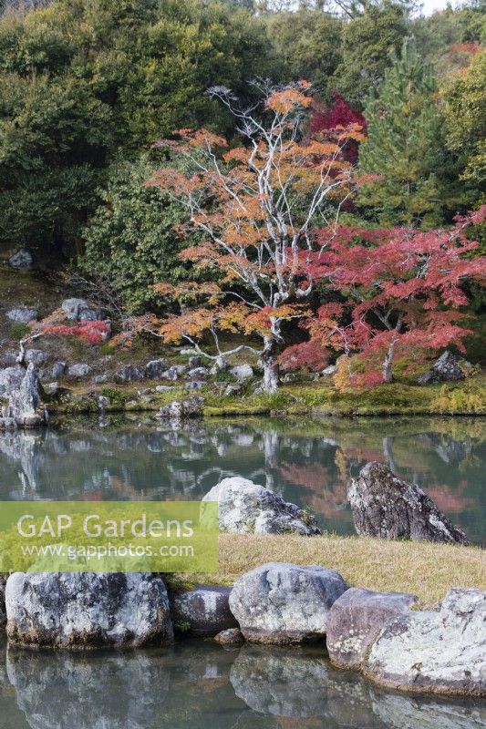 Planting of trees and shrubs at the edge of the lake of the Sogen Garden reflected in the water. Acers with autumn colour. 