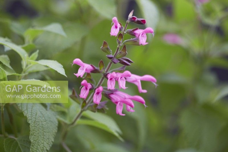 Salvia 'Pink Amistad'. Summer.