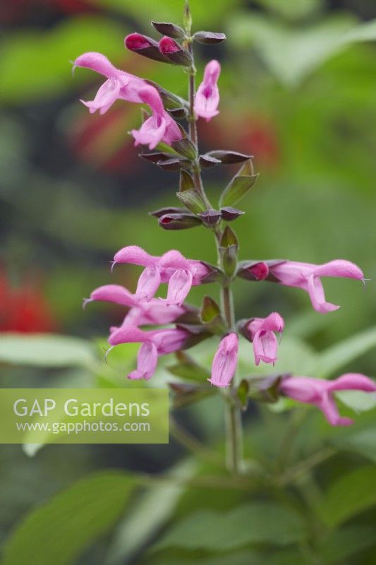 Salvia 'Pink Amistad'. Summer.