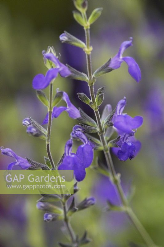 Salvia greggii 'Blue Note'. Summer.