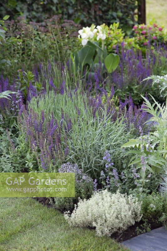 Purple and white themed planting  in 'The Square Garden' at BBC Gardener's World Live 2018, June