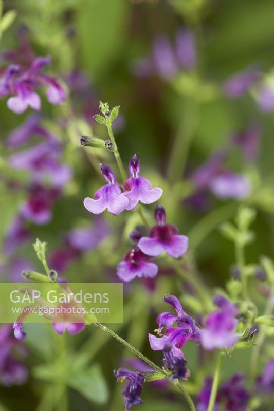 Salvia 'Oriental Dove'. Summer.