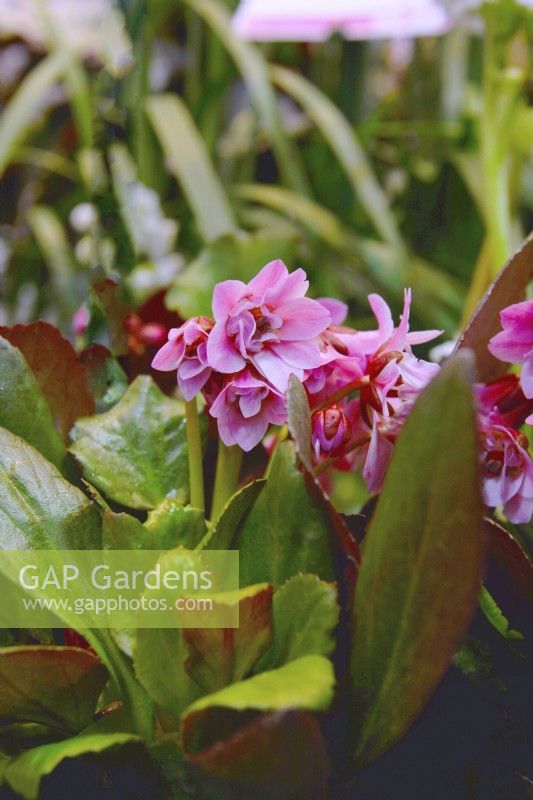 Bergenia cordifolia Flirt, a miniature variety with thick, shiny dark green leaves. February