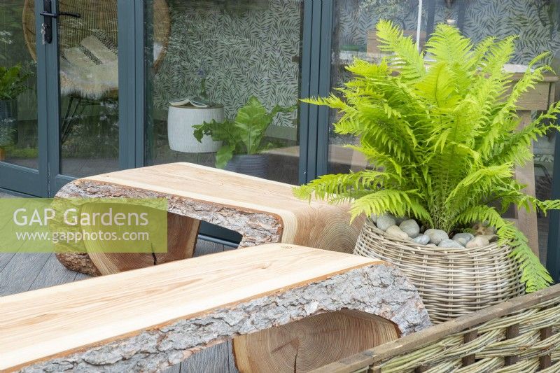 Modern contemporary wooden bench seats in front of a home office with a Dryopteris felix-mas growing in a woven wicker basket container