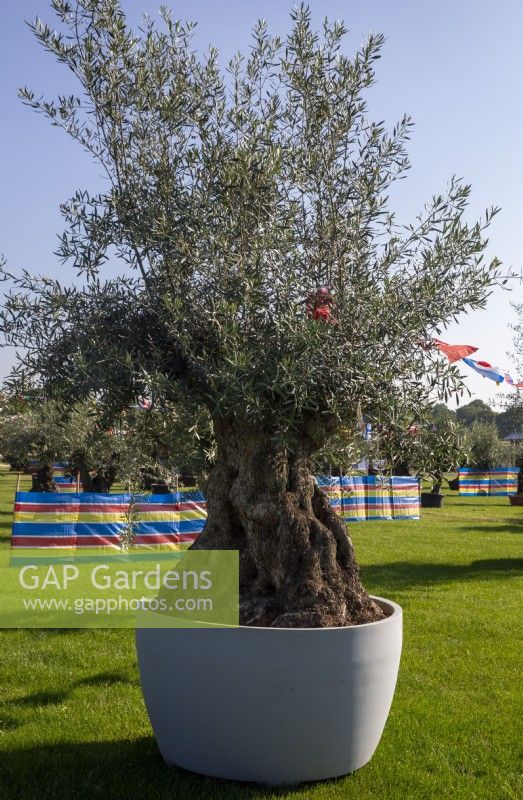 Old Olea europaea - olive tree in a container for sale at a garden show in summer