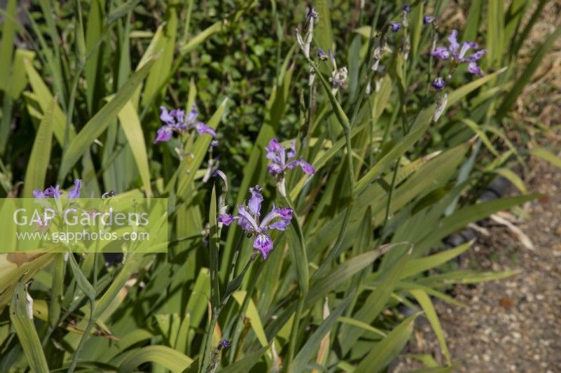 Iris milesii, June