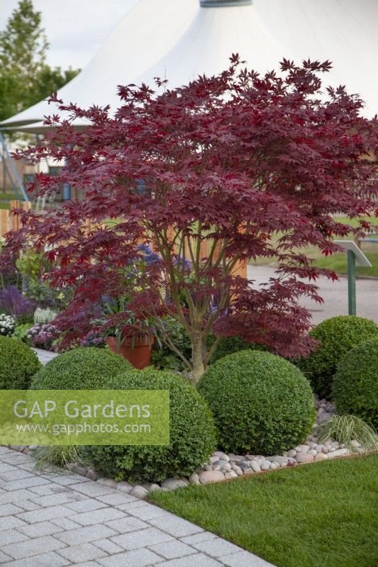 Acer surrounded by neatly clipped topiary balls in the Tesco 'Every Little Helps' garden at BBC Gardener's World Live 2017, June
