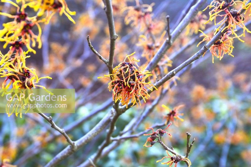 Hamamelis x intermedia 'Vesna', orange flowers, January