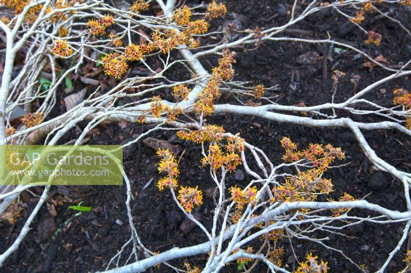 Hamamelis vernalis 'New Year's Gold', creeping branches  with fragrant orange flowers, January