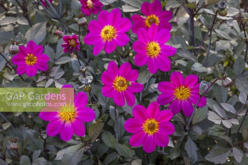 Dahlia 'Hadrian's Bubblegum' with bee