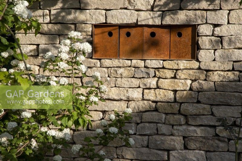 Drystone wall with corten steel bird boxes to attract endangered tree sparrows who nest in groups - Viburnum opulus - snowball bush