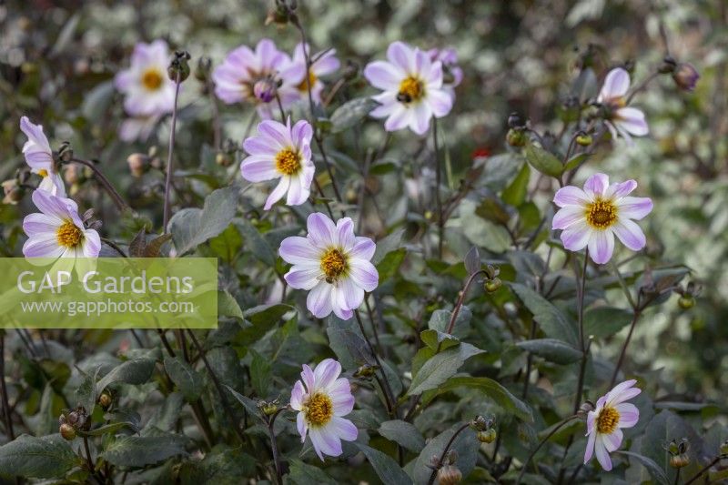 Dahlia 'Bishop of Dover' - with bees