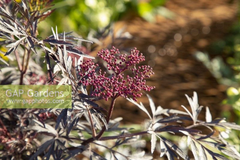 Sambucus nigra porphyrophylla 'Black Lace' syn. 'Eva' - Black Elder