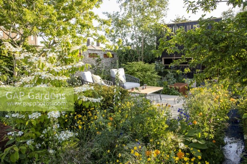 Patio seating area with mixed perennial planting including Trollius chinensis 'Golden Queen', Ranunculus acris and Viburnum plicatum 'Watanabe' with Betula albosinensis 'Fascination'