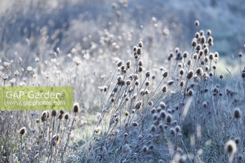 Dipsacus fullonum, Common Teasel dry seedheads with hoarfrost in a winter garden.