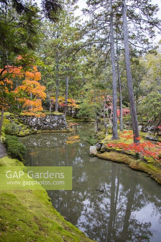 View to the main pond of the garden called Ogonchi also known as Shinji Ike. Acers with autumn. Moss groundcover at pond edge. 