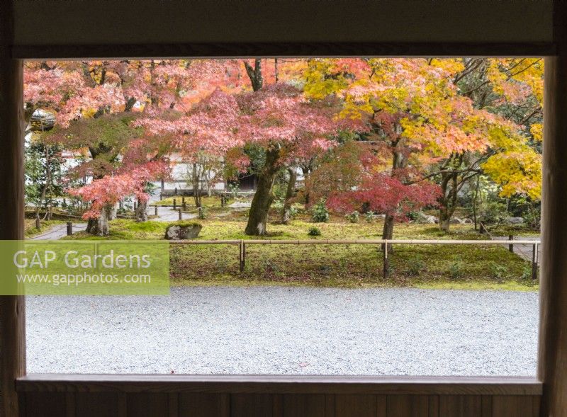 View into area of grounds planted with acers with autumnal colour growing through moss. View framed by  building.