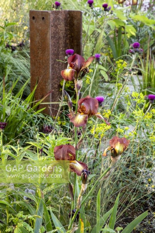 Bearded Iris 'Kent Pride and Cirsium rivulare 'Trevor's Blue Wonder' - Plume Thistle - vertical rusty metal girder