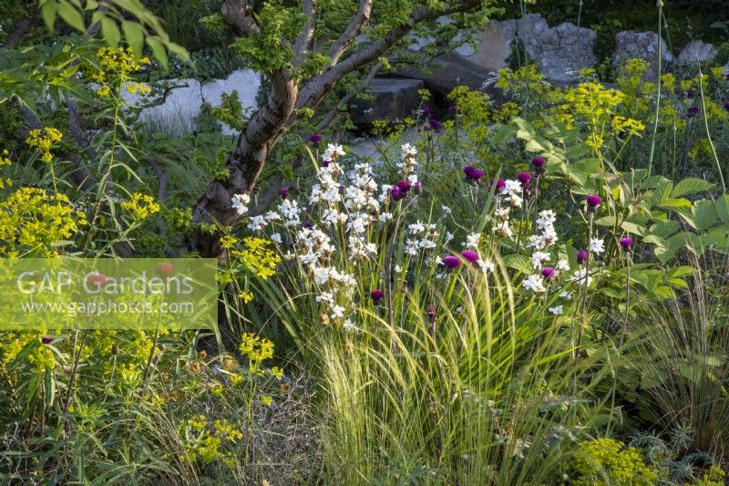 Mixed perennial planting of Libertia chilensis - New Zealand satin flower, Cirsium rivulare 'Trevor's Blue Wonder', Stipa lessingiana and Euphorbia ceratocarpa