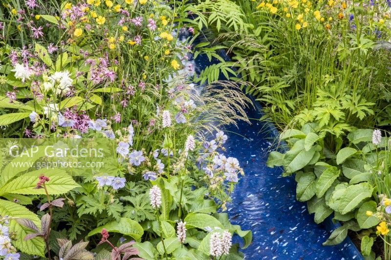 A modern contemporary water rill made from recycled plastics - mixed perennial planting Geranium pratense 'Mrs Kendall Clark', Lychnis flos-cuculi, Persicaria bistorta 'Superba' and Ranunculus acris