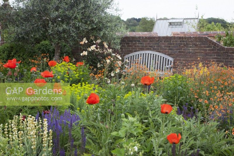 A drought tolerant garden. The Hot Garden with feature Olive Tree. Bright orange Papaver orientale - Oriental Poppies -  Kniphofia 'Lemon Popsicle' (Popsicle Series) -    Red Hot Poker -Euphorbia seguieriana subsp. niciciana - Siberian Spurge - Geum ' Totally Tangerine' - Salvia nemerosa - Salvia x sylvestris 'Mainacht' - Sisyrinchium striatum -  Buxus sempervirens ball - Box. Rosa 'Mrs.Oakley Fisher'. wooden bench 
            