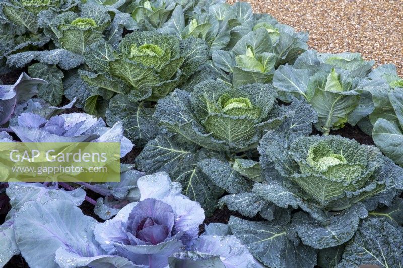 Brassica oleracea from left to right 'Kalibos', 'Serpentine' and 'Dutchman'