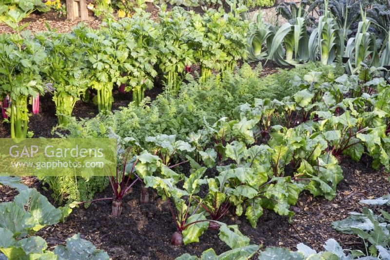 Organic no dig garden vegetable patch growing beetroot, carrots, celery and leeks in rows