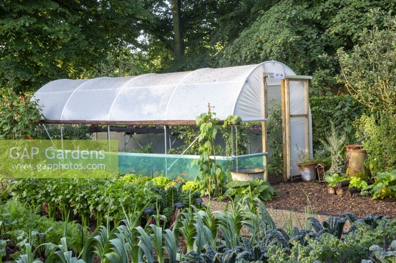 Vegetable garden growing leeks, kale, celery, chard plants in rows, polytunnel, No Dig Allotment Demonstration Garden 