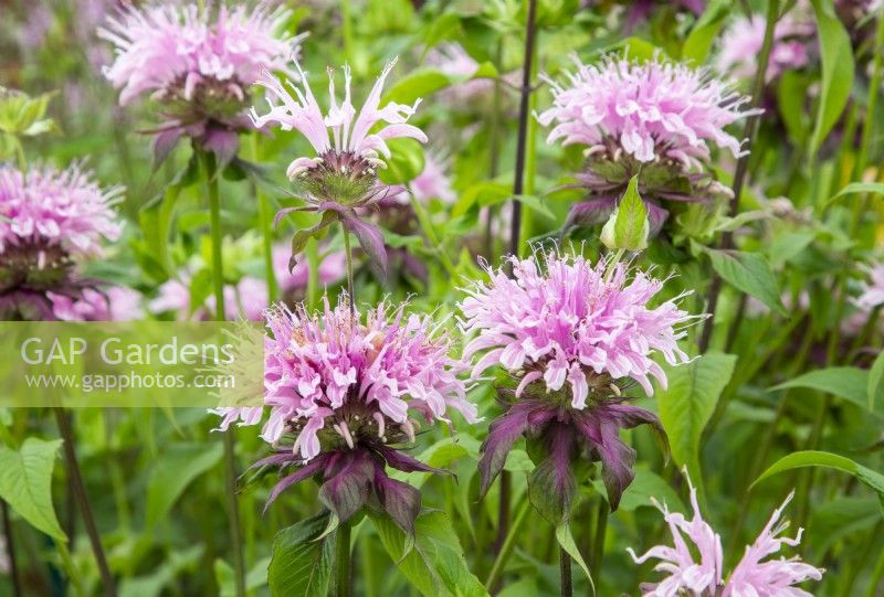 Monarda 'Beauty of Cobham'