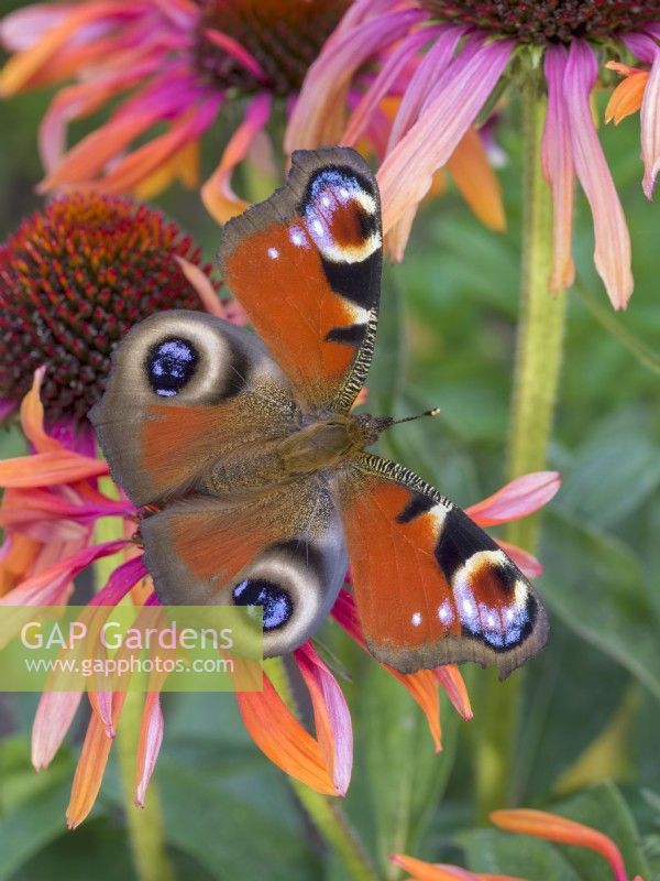 Inachis io - Peacock butterfly on Echinacea flower