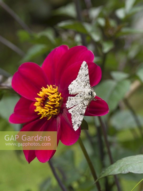 Biston betularia - Peppered moth on dahlia flower