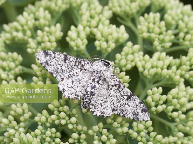 Biston betularia - Peppered moth on sedum buds