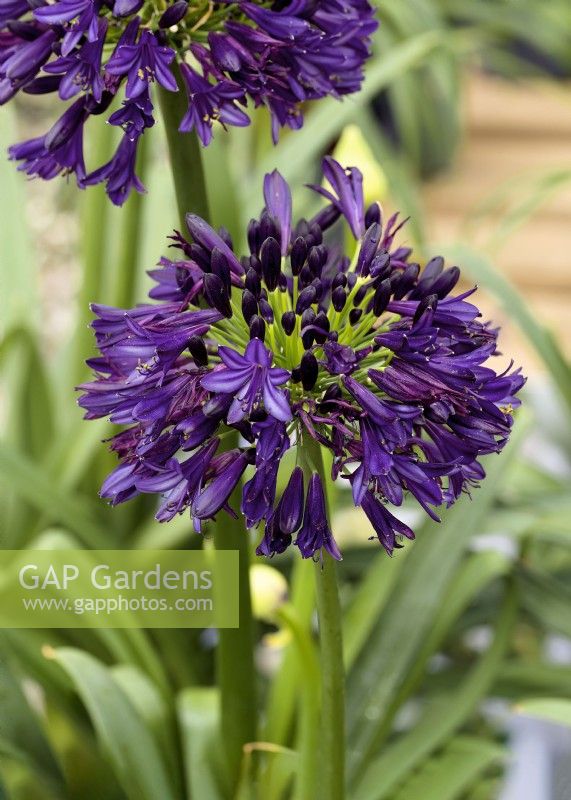 Agapanthus BlackJack, summer August