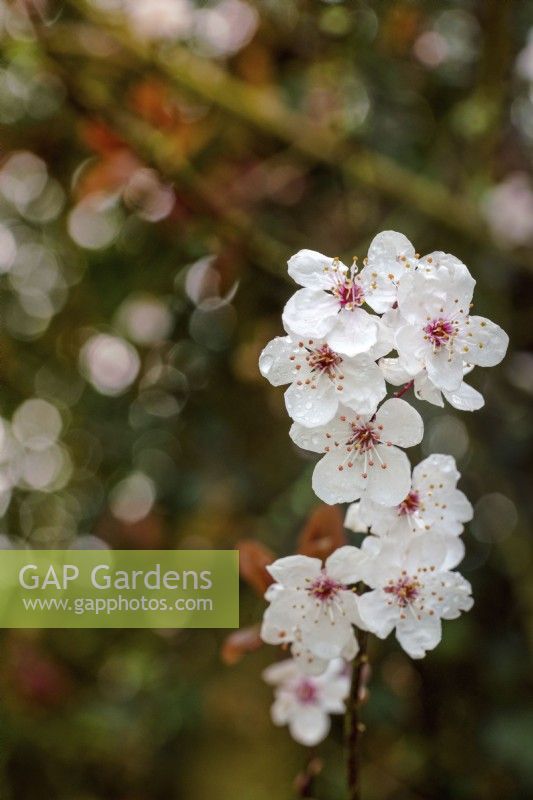 Prunus cerasifera - cherry plum - March