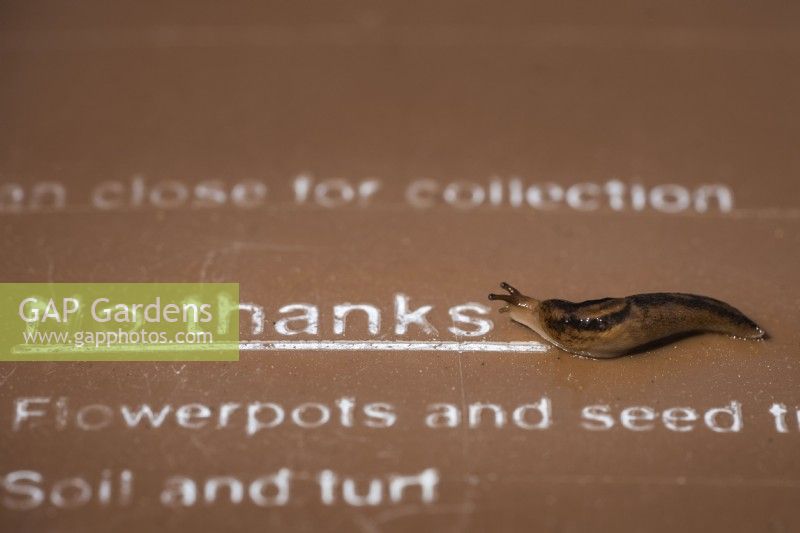 Slug next to 'No thanks' text on brown garden bin