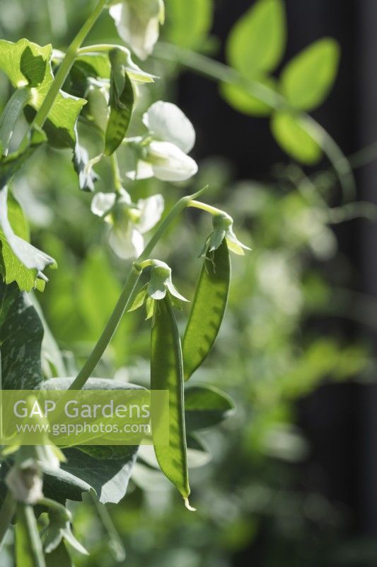 Pea 'Ambassador' young peapods and flowers - June