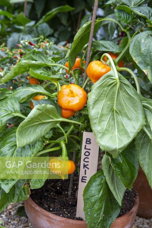 Capsicum annuum 'Blockie Mix' - sweet peppers 