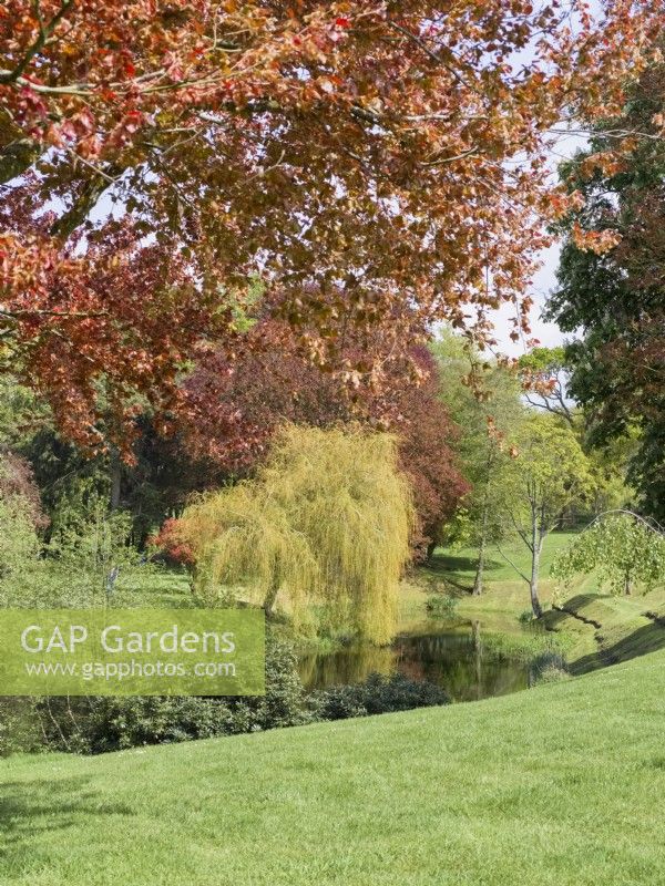 Fagus sylvatica f. purpurea - Copper Beech framing lake in landscaped gardens at Kelling Hall Norfolk