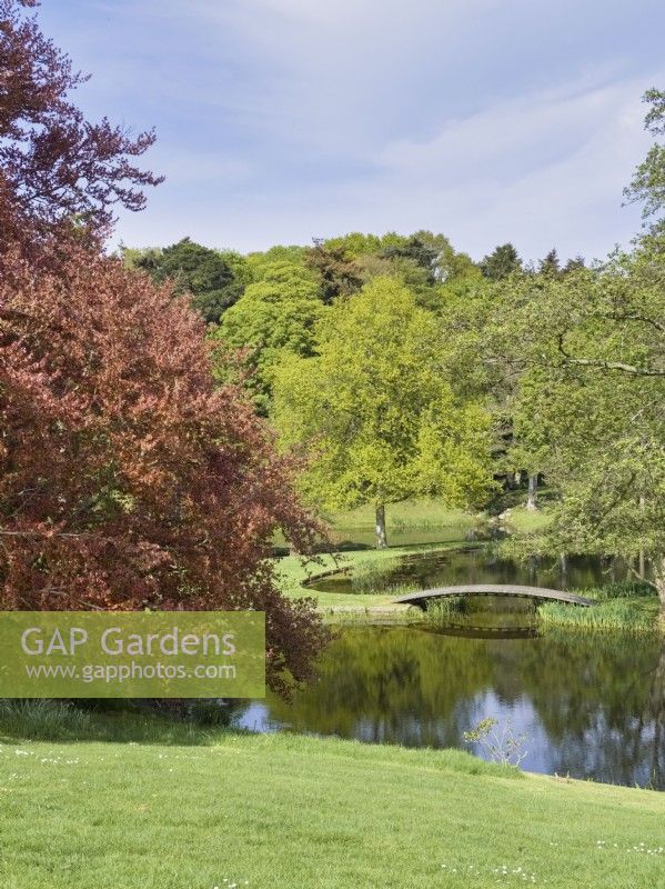 Fagus sylvatica f. purpurea - Copper Beech framing lake in landscaped gardens at Kelling Hall Norfolk