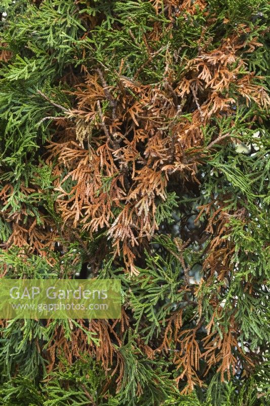Thuja occidentalis - White Cedar hedge with browning of older leaves in autumn.